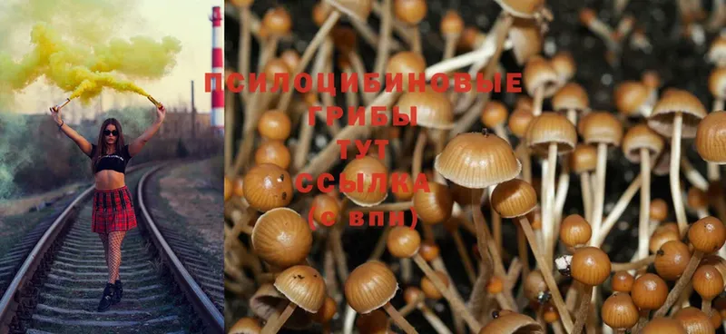 даркнет сайт  Новороссийск  Псилоцибиновые грибы MAGIC MUSHROOMS 